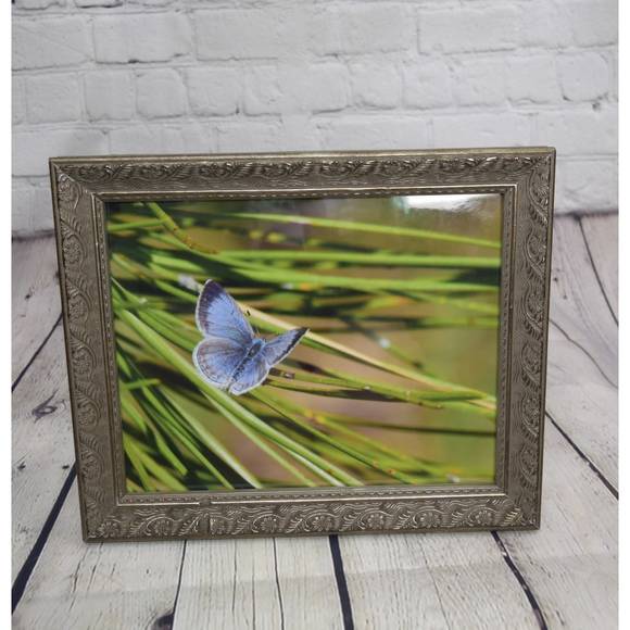 Butterfly Framed Print